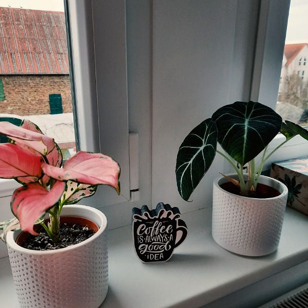 Pflanzen auf Fensterbank