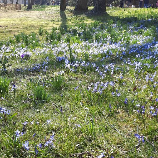 Blumenwiese im Kurpark im März