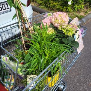 Blumen im Einkaufswagen