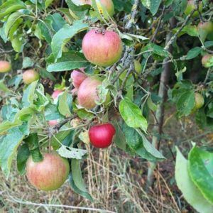 roter Apfel hängt am Baum