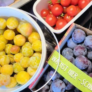 Mirabellen, Tomaten und Pflaumen in Eimern nach Ernte