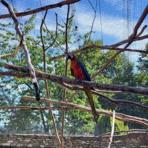 Ara-Papagei in Vogelvoliere auf Ast sitzend
