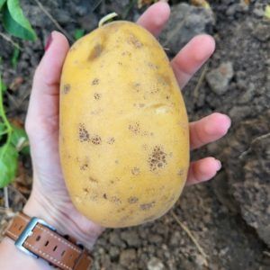 Große Kartoffel in offener Hand von oben fotografiert