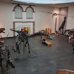 Halle im Museum mit Dinoskletten von oben